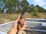 Australian Water Dragon (<i>Physignathus lesueurii</i>) Adult male, with Water Dragon cages in the background